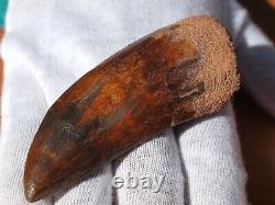 Rare Carcharodontosaurus Dinosaur Tooth a T Rex Cousin 95 Mil Yrs Old Fossil