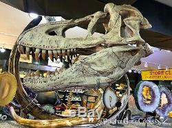 Replica T-rex Tyrannosaurus Rex Or Tarbosaurus Skull Dinosaur Fossil Jurassic
