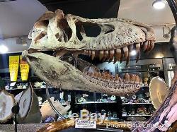 Replica T-rex Tyrannosaurus Rex Or Tarbosaurus Skull Dinosaur Fossil Jurassic