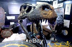 SUE LARGEST Tyrannosaurus REX T-REX SKULL DINOSAUR BONE REPLICA FOSSIL JURASSIC