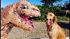 Sammie Vs Baby T Rex Toy Dinosaur Surprise Golden Retriever Puppy Playtime Fun Vlog