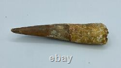 Spinosaurus 4 1/2 Huge Tooth Dinosaur Fossil before T Rex Cretaceous S213