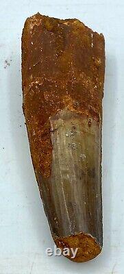 Spinosaurus 4 1/2 Huge Tooth Dinosaur Fossil before T Rex Cretaceous S306
