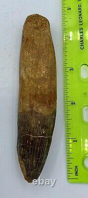 Spinosaurus 4 1/2 Tooth Dinosaur Fossil before T Rex Cretaceous S102