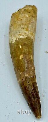 Spinosaurus 4 1/4 Huge Tooth Dinosaur Fossil before T Rex Cretaceous S232