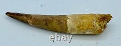 Spinosaurus 4 1/4 Huge Tooth Dinosaur Fossil before T Rex Cretaceous S232