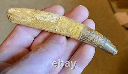 Spinosaurus 4 1/4 Tooth Dinosaur Fossil before T Rex Cretaceous S106