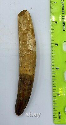 Spinosaurus 4 1/4 Tooth Dinosaur Fossil before T Rex Cretaceous S106