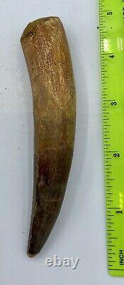 Spinosaurus 4 1/8 Tooth Dinosaur Fossil before T Rex Cretaceous S101