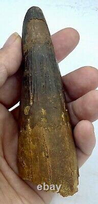Spinosaurus 4 3/4 Huge Tooth Dinosaur Fossil before T Rex Cretaceous S300
