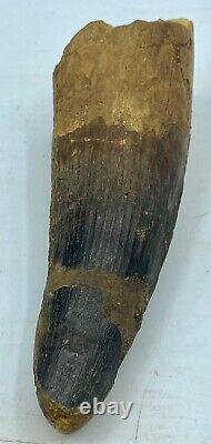 Spinosaurus 4 3/4 Huge Tooth Dinosaur Fossil before T Rex Cretaceous S300