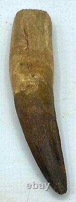 Spinosaurus 4 3/4 Huge Tooth Dinosaur Fossil before T Rex Cretaceous S303