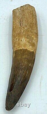 Spinosaurus 4 3/4 Huge Tooth Dinosaur Fossil before T Rex Cretaceous S303