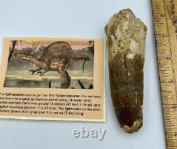 Spinosaurus 4 3/4 Tooth Dinosaur Fossil before T Rex Cretaceous S207