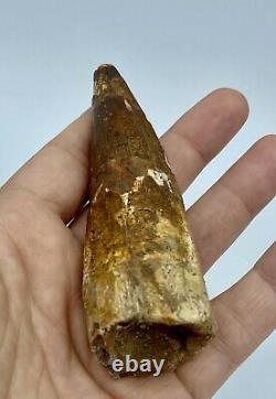 Spinosaurus 4 5/8 Huge Tooth Dinosaur Fossil before T Rex Cretaceous S214