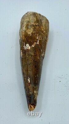Spinosaurus 4 5/8 Huge Tooth Dinosaur Fossil before T Rex Cretaceous S214
