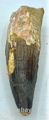 Spinosaurus 4 5/8 Huge Tooth Dinosaur Fossil before T Rex Cretaceous S301