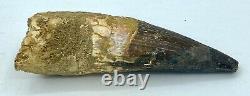 Spinosaurus 4 5/8 Huge Tooth Dinosaur Fossil before T Rex Cretaceous S301