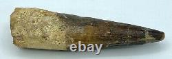 Spinosaurus 4 Huge Tooth Dinosaur Fossil before T Rex Cretaceous S304