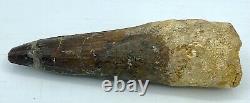 Spinosaurus 4 Huge Tooth Dinosaur Fossil before T Rex Cretaceous S304
