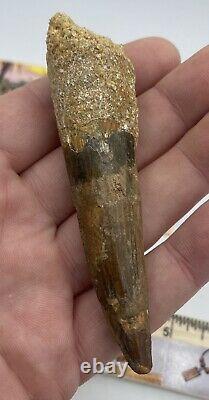Spinosaurus 4 Huge Tooth Dinosaur Fossil before T Rex Cretaceous S400