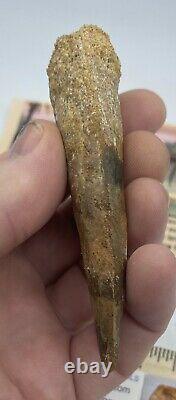 Spinosaurus 4 Huge Tooth Dinosaur Fossil before T Rex Cretaceous S400