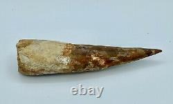 Spinosaurus 5 1/2 Huge Tooth Dinosaur Fossil before T Rex Cretaceous S228