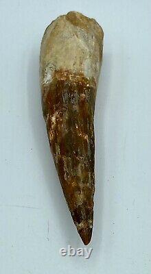 Spinosaurus 5 1/2 Huge Tooth Dinosaur Fossil before T Rex Cretaceous S228