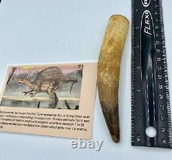 Spinosaurus 5 1/2 Tooth Dinosaur Fossil before T Rex Cretaceous AB29