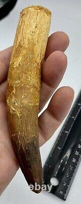 Spinosaurus 5 1/2 Tooth Dinosaur Fossil before T Rex Cretaceous AB29