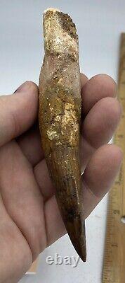 Spinosaurus 5 1/2 Tooth Dinosaur Fossil before T Rex Cretaceous AB82