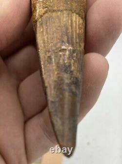 Spinosaurus 5 1/2 Tooth Dinosaur Fossil before T Rex Cretaceous AB82