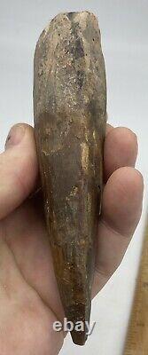 Spinosaurus 5 1/2 Tooth Dinosaur Fossil before T Rex Cretaceous AC2