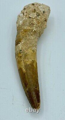 Spinosaurus 5 1/2 Tooth Dinosaur Fossil before T Rex Cretaceous S226