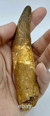 Spinosaurus 5 1/4 Huge Tooth Dinosaur Fossil before T Rex Cretaceous S231