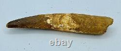 Spinosaurus 5 1/4 Huge Tooth Dinosaur Fossil before T Rex Cretaceous S231