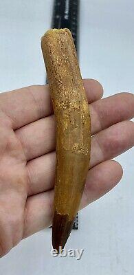 Spinosaurus 5 1/4 Tooth Dinosaur Fossil before T Rex Cretaceous A101