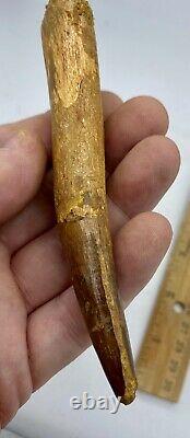 Spinosaurus 5 1/4 Tooth Dinosaur Fossil before T Rex Cretaceous AB60
