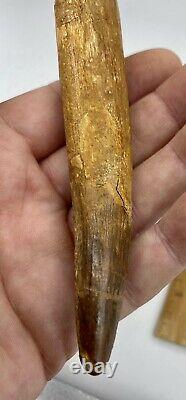 Spinosaurus 5 1/4 Tooth Dinosaur Fossil before T Rex Cretaceous AB60