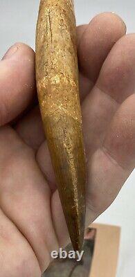 Spinosaurus 5 1/4 Tooth Dinosaur Fossil before T Rex Cretaceous AB83