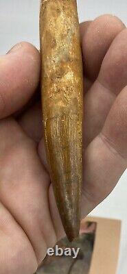 Spinosaurus 5 1/4 Tooth Dinosaur Fossil before T Rex Cretaceous AB83