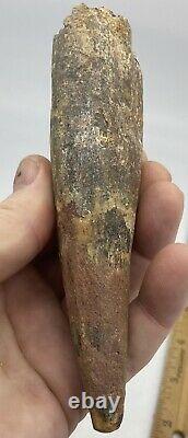 Spinosaurus 5 1/4 Tooth Dinosaur Fossil before T Rex Cretaceous AC1