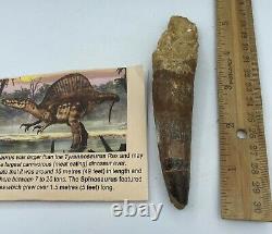 Spinosaurus 5 1/4 Tooth Dinosaur Fossil before T Rex Cretaceous AC3