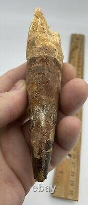 Spinosaurus 5 1/4 Tooth Dinosaur Fossil before T Rex Cretaceous AC3