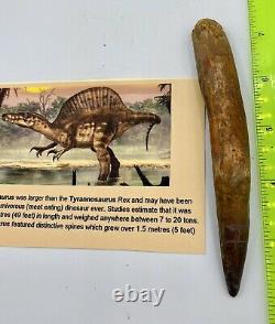 Spinosaurus 5 1/4 Tooth Dinosaur Fossil before T Rex Cretaceous S86
