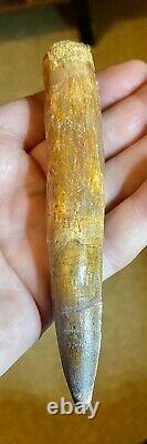 Spinosaurus 5 1/4 Tooth Dinosaur Fossil before T Rex Cretaceous S86