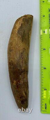 Spinosaurus 5 1/8 Tooth Dinosaur Fossil before T Rex Cretaceous S103