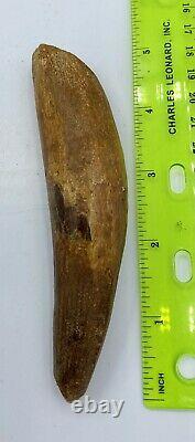 Spinosaurus 5 1/8 Tooth Dinosaur Fossil before T Rex Cretaceous S103