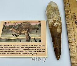 Spinosaurus 5 3/4 Huge Tooth Dinosaur Fossil before T Rex Cretaceous S208