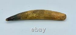 Spinosaurus 5 7/8 Huge Tooth Dinosaur Fossil before T Rex Cretaceous S211